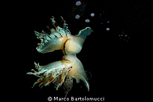 NIGHT REFLECTION - Fimbria Tethys Fimbria the Biggest Med... by Marco Bartolomucci 